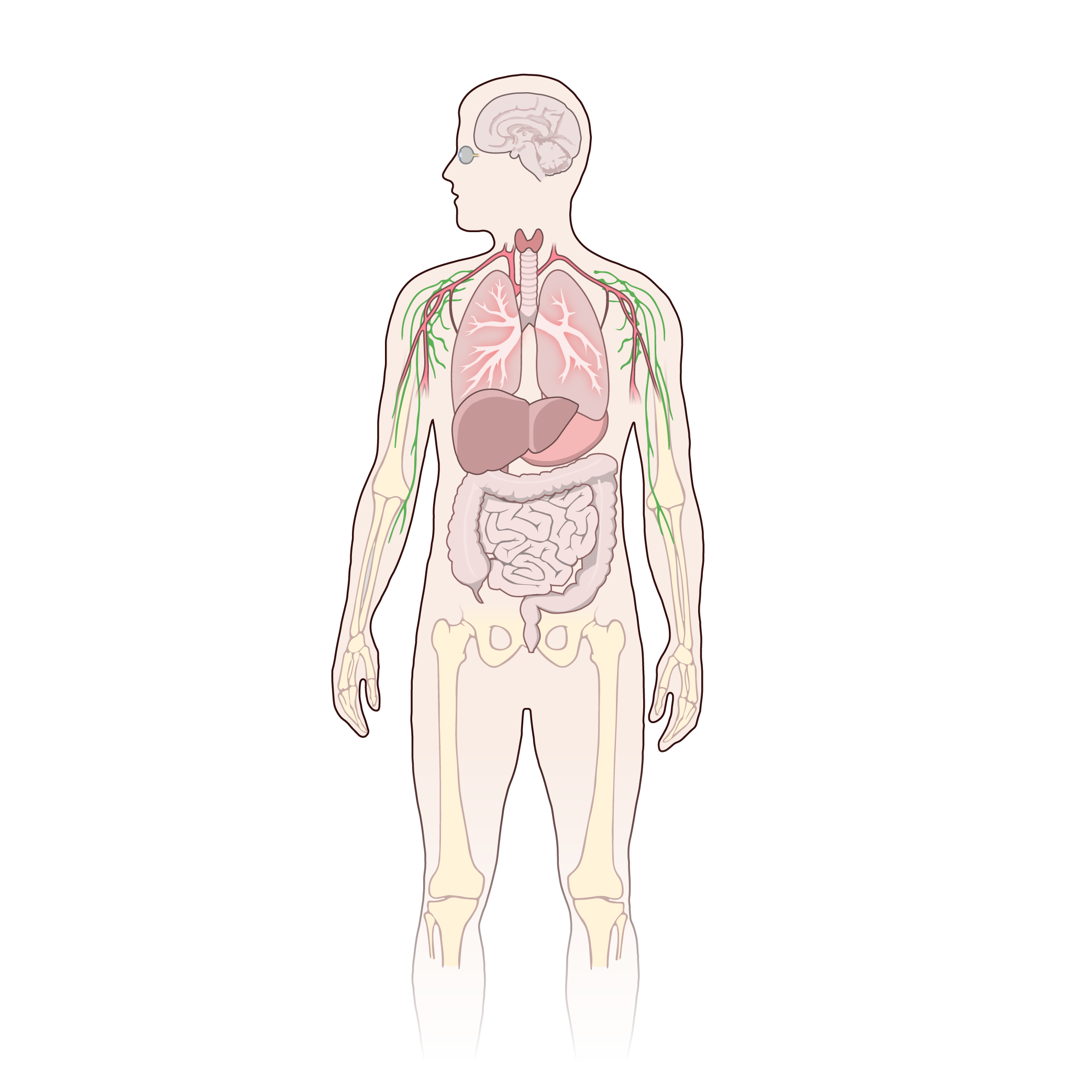 NIH Bioart Repository