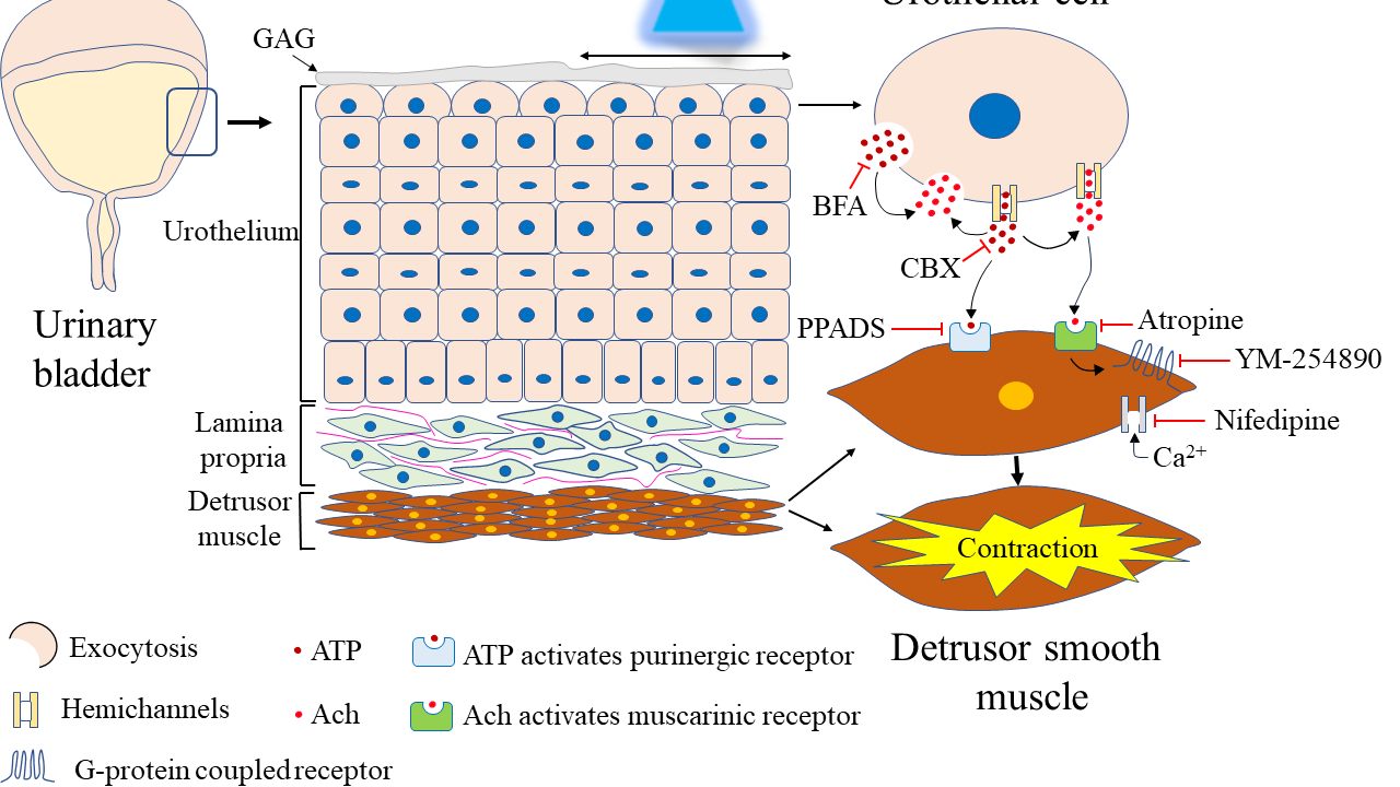 Contractions of ex-vivo mouse bladder driven by activation of channelrhodopsin-2 expressed in urothelial cells